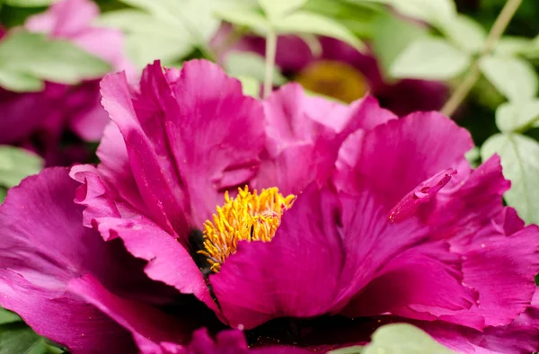 Linda flor de peônia rosa doce crescendo no jardim de verão. Peônia de árvore de montanha de close up . — Fotografia de Stock