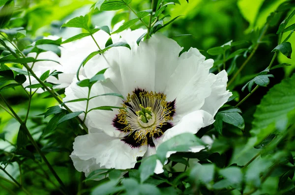 Blommig bakgrund med vackra vita berget träd pion. — Stockfoto