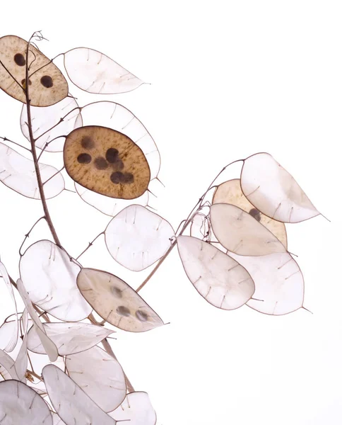 Lunaria annua planta, plata dólar planta contra la luz blanca . —  Fotos de Stock