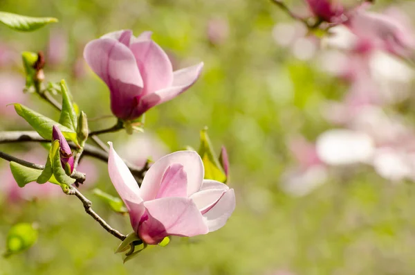 Όμορφη magnolia δέντρο άνθη την άνοιξη. Magnolia φωτεινό λουλούδι κατά της μπλε του ουρανού. Ρομαντικά floral φόντο — Φωτογραφία Αρχείου