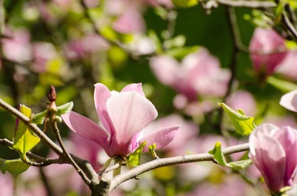 Bela árvore de magnólia floresce na primavera. Flor de magnólia brilhante contra o céu azul. Cenário floral romântico — Fotografia de Stock