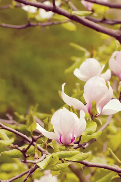 Bela árvore de magnólia floresce na primavera. Flor de magnólia brilhante contra o céu azul. Cenário floral romântico — Fotografia de Stock