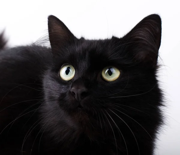 Retrato de un precioso gato negro esponjoso con ojos amarillos brillantes . —  Fotos de Stock