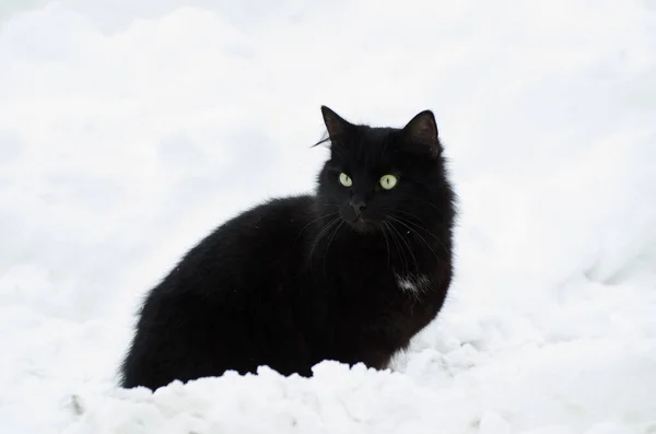 Jonge pluizige zwarte kat wandelen in een wintertuin — Stockfoto