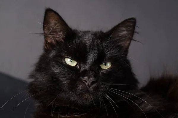 Ritratto di uno splendido gatto nero soffice con occhi gialli brillanti . — Foto Stock