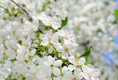 Kiraz ağacı çiçeği. Beyaz bahar çiçekleri yakın çekim. Yumuşak odak bahar Mevsimlik arka plan.