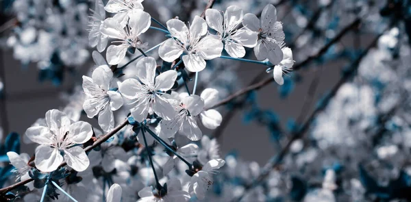 桜の花。白い春花のクローズ アップ。ソフト フォーカス春季節背景. — ストック写真