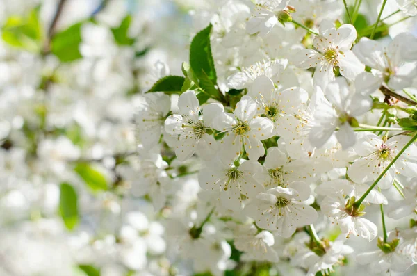 Les cerisiers fleurissent. Fleurs blanches de printemps gros plan. Souple focus printemps fond saisonnier . — Photo