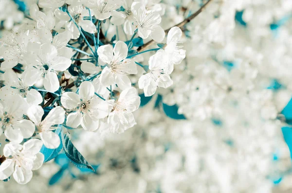 Kiraz ağacı çiçeği. Beyaz bahar çiçekleri yakın çekim. Yumuşak odak bahar Mevsimlik arka plan. — Stok fotoğraf