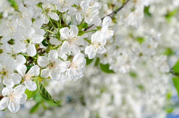 Les cerisiers fleurissent. Fleurs blanches de printemps gros plan. Souple focus printemps fond saisonnier . — Photo