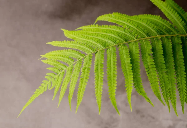 Hoja de helecho verde fresco de cerca. Fondo botánico de primavera . — Foto de Stock