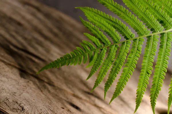 Fresh green fern leaf close up. Spring botanical background. — Stock Photo, Image