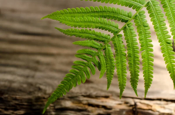 Fresh green fern leaf close up. Spring botanical background. — Stock Photo, Image