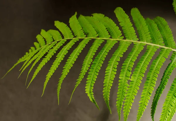 新鮮な緑のシダの葉が閉じます。春の植物の背景. — ストック写真