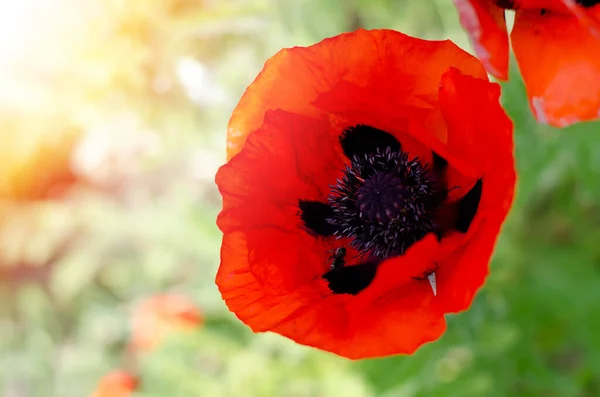 Beaux coquelicots rouges. Fleur rouge symbole de la guerre. jour du Souvenir — Photo