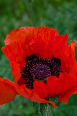 Güzel kırmızı gelincikler. Kızıl Çiçek savaş sembolü. Anma Günü konsepti