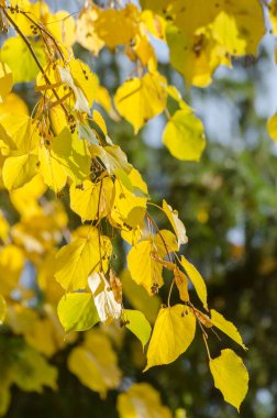 Parlak güneş ışığı altında yaprak. Sonbahar Mevsimlik arka plan