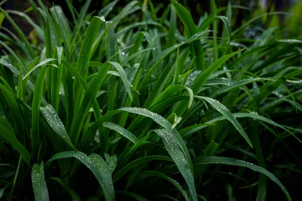 Long Green leaves of a lily covered by dewdrops. Fresh spring foliage. Environment ecology background.