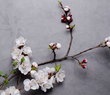 Gri arka planda dalları olan bahar çiçekleri açan kayısılar. Düz konsept. Romantik bahar havası