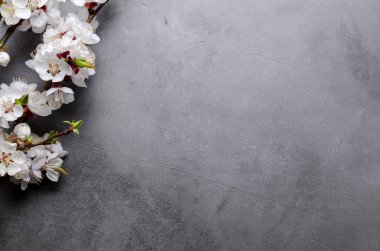 Gri arka planda dalları olan bahar çiçekleri açan kayısılar. Düz konsept. Romantik bahar havası