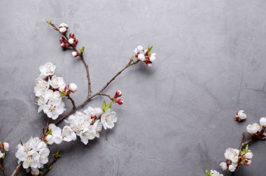Gri arka planda dalları olan bahar çiçekleri açan kayısılar. Düz konsept. Romantik bahar havası