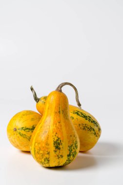 Beyaz arka planda üç küçük dekoratif sarı balkabağı. Sonbahar sebze hasadı.