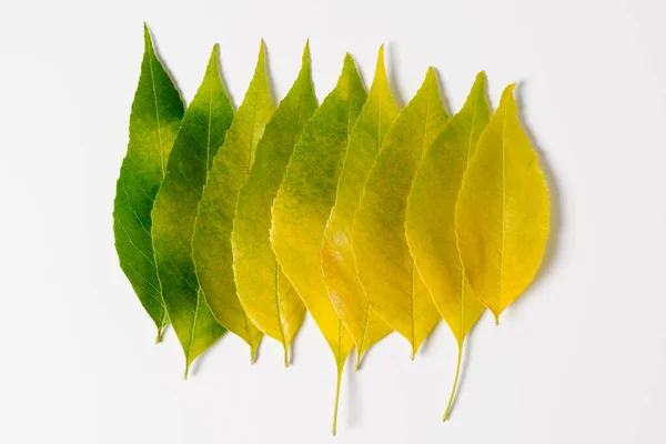 Top View Φθινοπωρινό Φόντο Εποχής Φωτεινά Φύλλα Χρωματισμένα Από Πράσινο — Φωτογραφία Αρχείου