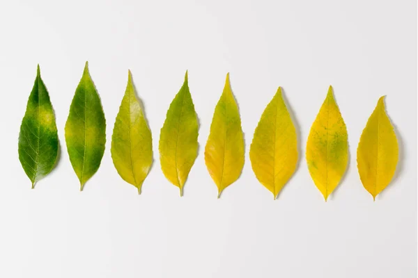 Top View Fondo Temporada Otoño Con Hojas Brillantes Color Verde — Foto de Stock