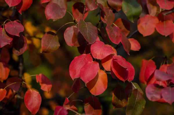 Leuchtend Rote Birnenblätter Herbst Bunte Florale Hintergrund — Stockfoto
