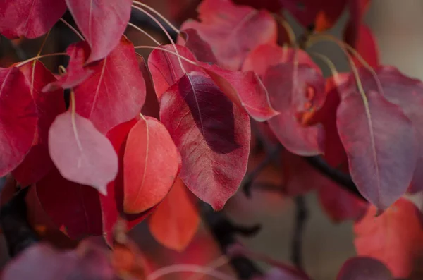 Patrón Hojas Pera Roja Brillante Otoño Colorido Fondo Floral —  Fotos de Stock