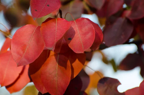 Leuchtend Rote Birnenblätter Herbst Bunte Florale Hintergrund — Stockfoto