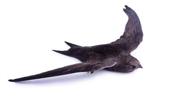 Lindo Pájaro Swift Común Aislado Sobre Fondo Blanco —  Fotos de Stock
