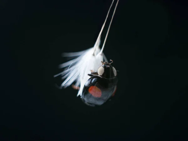 Harlequin Ladybird Harmonia Axyridis 배경에 민들레에 아시아 무당벌레 — 스톡 사진