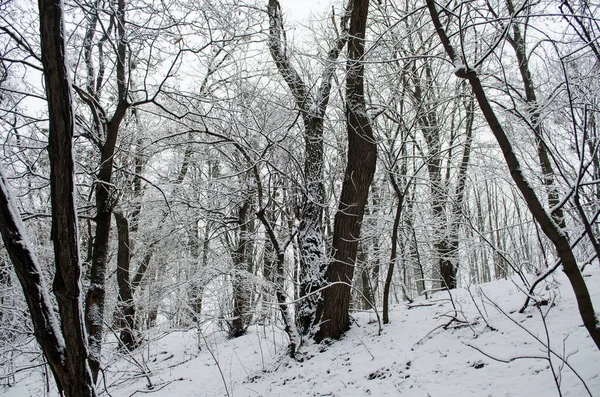 Winterwald Dunkle Bäume Bedeckt Von Neuschnee Wald Hintergrund Zur Wintersaison — Stockfoto