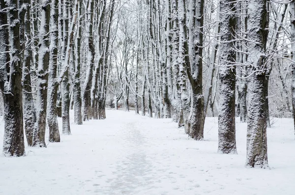 Winter forest. Dark trees covered by fresh white snow in the forest. Winter season background
