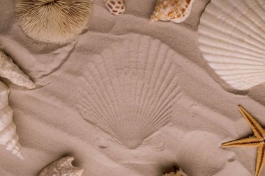 Kumsaldaki deniz yıldızları ve deniz kabukları. Üst Görünüm Deniz Tatil arkaplanı.