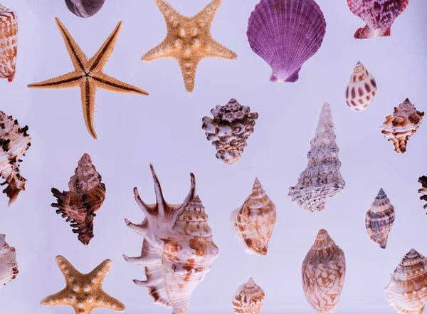 灰色の背景に異なる貝殻やヒトデのパターン トップビュー海洋静物画 — ストック写真