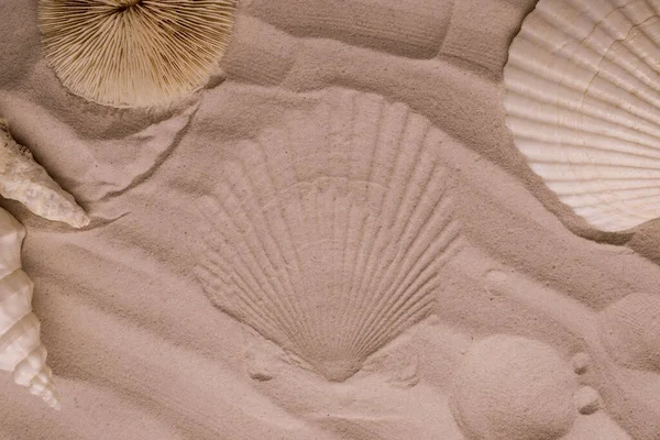 Zeesterren Schelpen Duinzand Top Uitzicht Mariene Vakantie Achtergrond — Stockfoto