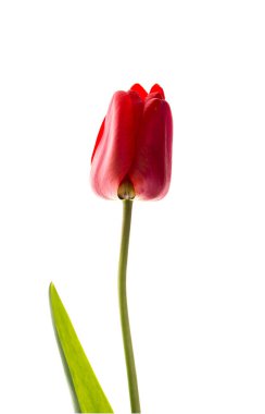 İdeal kırmızı Tulip beyaz arkaplanda izole edildi.