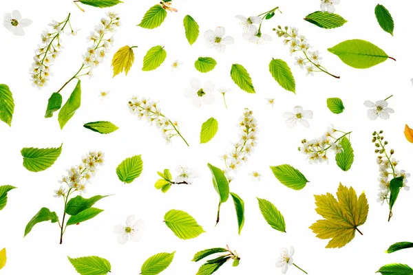 Νεαρά Φρέσκα Πράσινα Φύλλα Και Άνθη Κερασιάς Πουλιών Λευκό Φόντο — Φωτογραφία Αρχείου