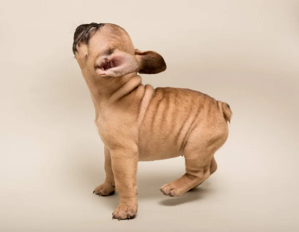 Adorável Francês Bulldog Cor Bege Cachorro Cachorrinho Bonito — Fotografia de Stock