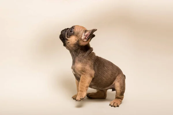 Adorável Francês Bulldog Cor Bege Cachorro Cachorrinho Bonito — Fotografia de Stock