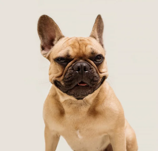 Uroczy Młody Francuski Buldog Beżowym Kolorze Zbliżenie Portret Psa — Zdjęcie stockowe