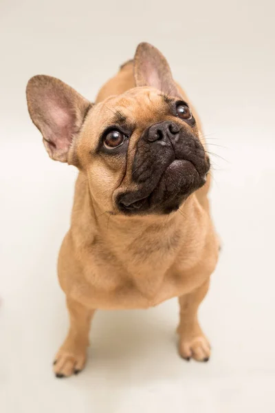 Adorável Jovem Bulldog Francês Cor Bege Close Retrato Cão — Fotografia de Stock
