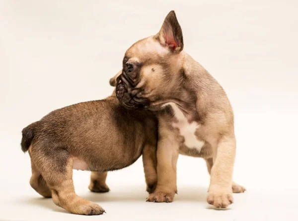 愛らしいフランスのブルドッグ子犬ベージュ色 かわいい子犬 — ストック写真