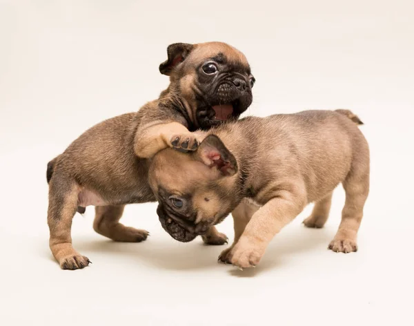 Adorável Francês Bulldog Cor Bege Cachorro Cachorrinho Bonito — Fotografia de Stock