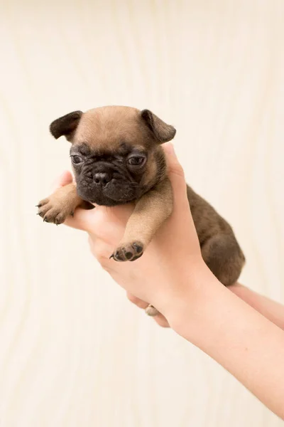 1ヶ月のフランスのブルドッグ子犬の肖像画 かわいい子犬 — ストック写真