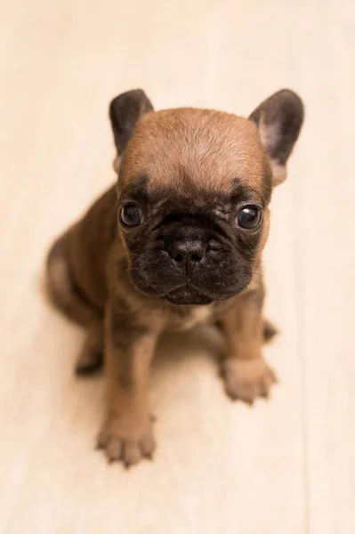 Retrato Cachorro Bulldog Francés Mes Edad Lindo Perrito —  Fotos de Stock