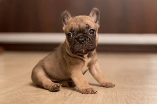 1ヶ月のフランスのブルドッグ子犬の肖像画 かわいい子犬 — ストック写真