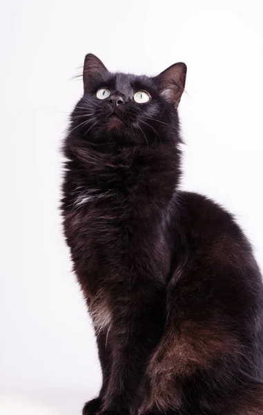 Retrato Perfil Hermosos Arañazos Gato Negro Mullido Lindo Con Pata —  Fotos de Stock